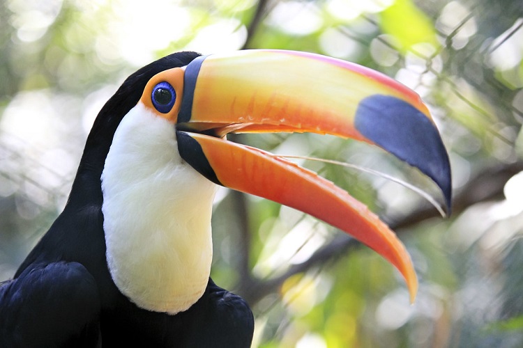 Toucan Bird - The Famous Colorful-Beaked Species