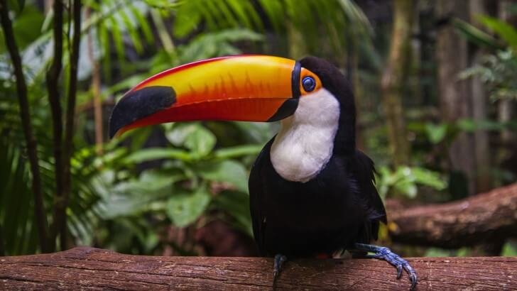 amazon rainforest toucan