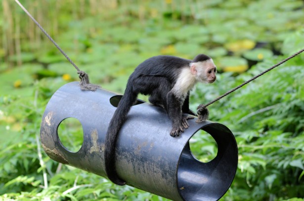 how long do capuchin monkeys live