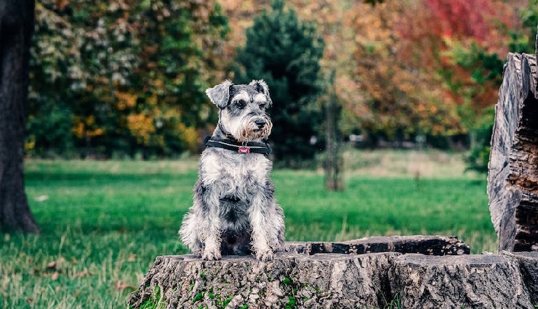 wire haired schnauzer
