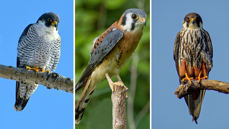 Falcon types