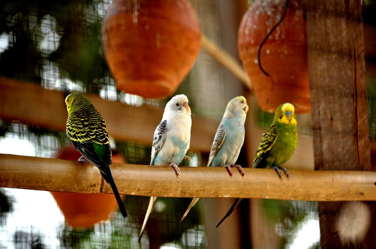 UK Have Almost 4 Million Birds As Pets Review 