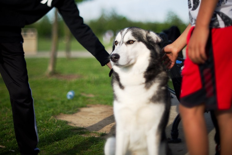 most popular pets