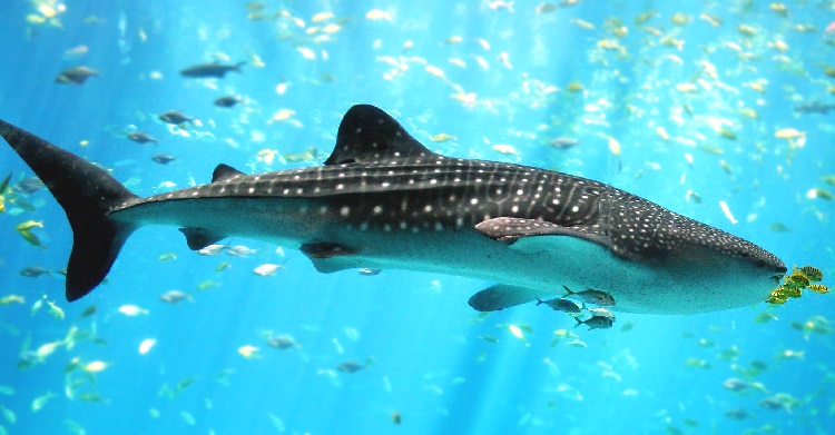 Whale shark tangled in fishing trawler 'ghost net' rescued in the  Philippines