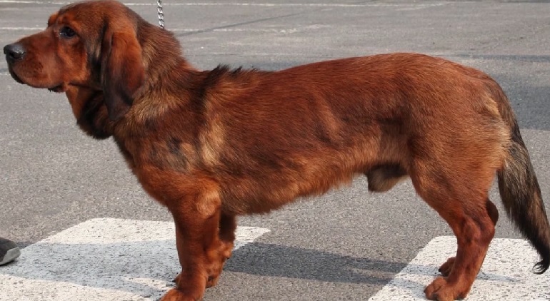 alpine dachsbracke breed

