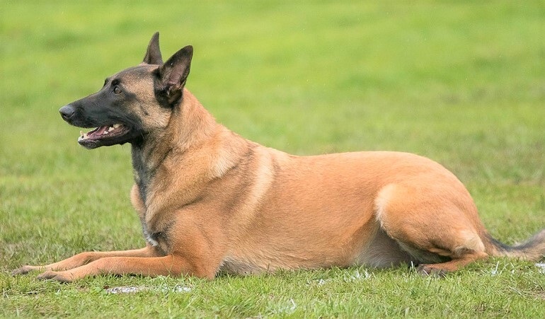 Purebred belgian hot sale malinois