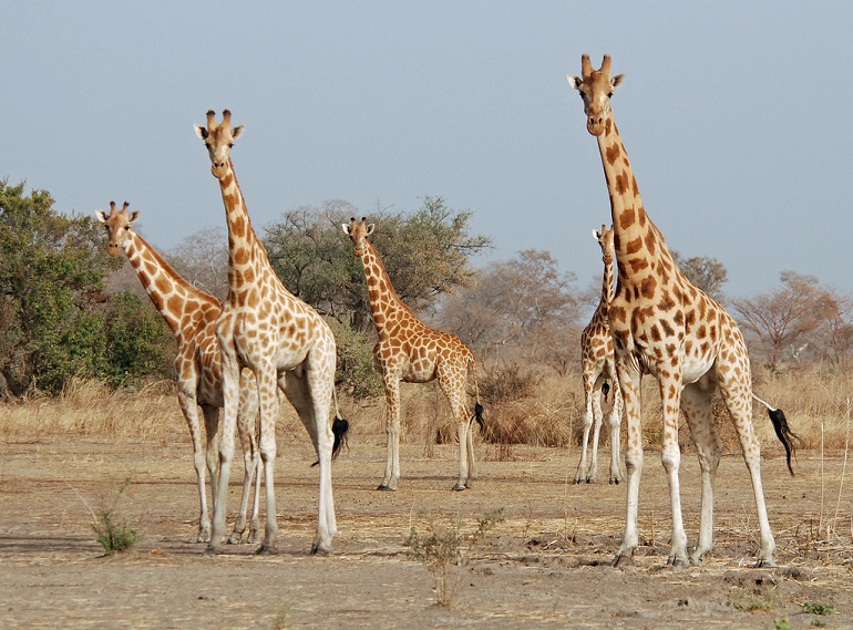 West African giraffe