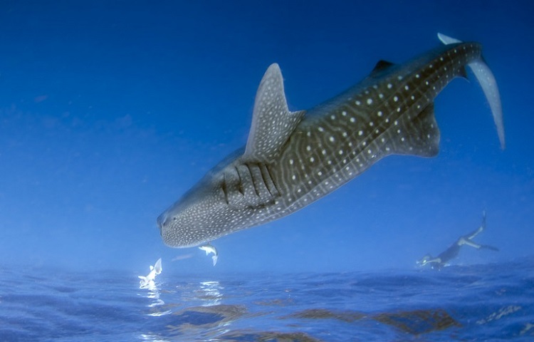 is a whale shark a whale or a shark