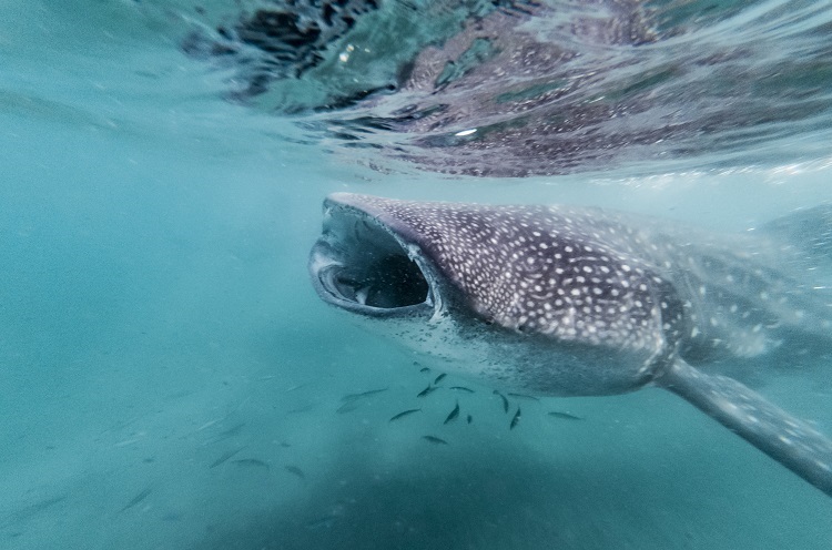 whale sharks in captivity