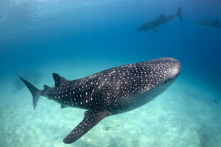 whale shark