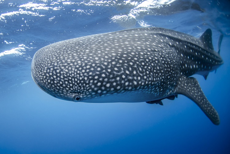 how big is a whale shark