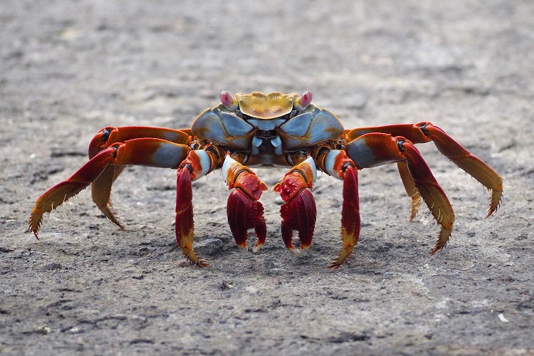 Women's Body Shorts - Crabs