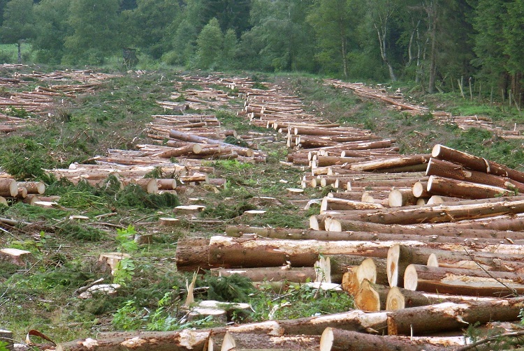 why does deforestation occur