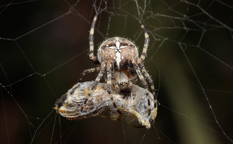 spider mating