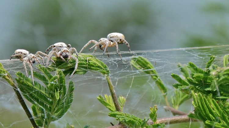 Species of Spiders