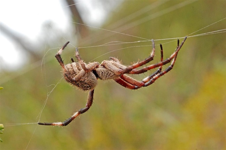 She's Passionate  About Spider Silk