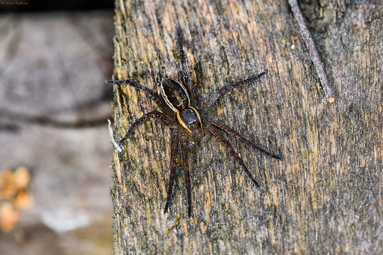 body parts of a spider
