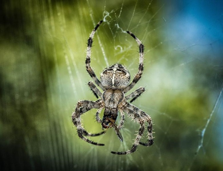 body parts of a spider
