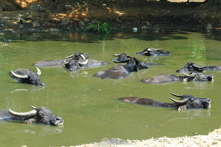 wild water buffalo