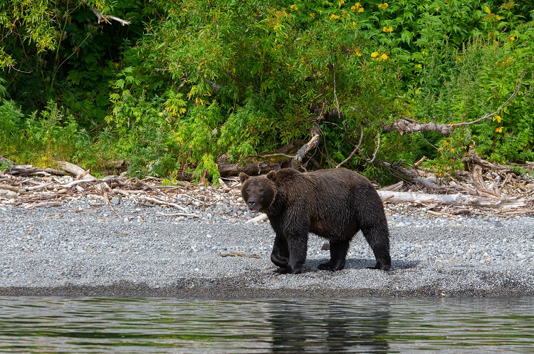 How Much Does a Grizzly Bear Weigh?