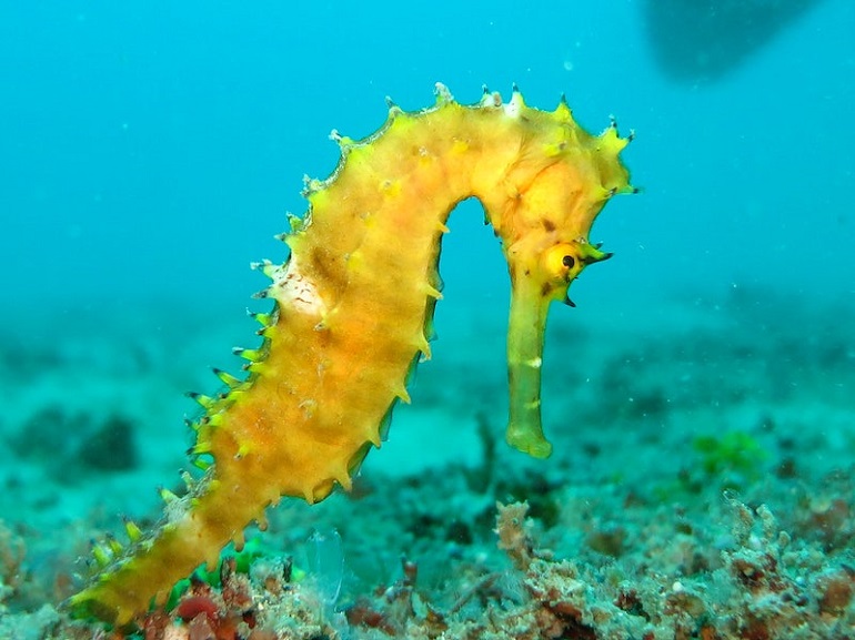 what is a seahorse
