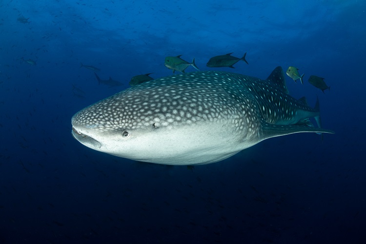 Whale Shark Performance Shirt (Water Camo)