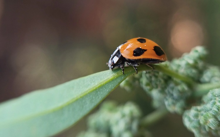 lady bug on leaf