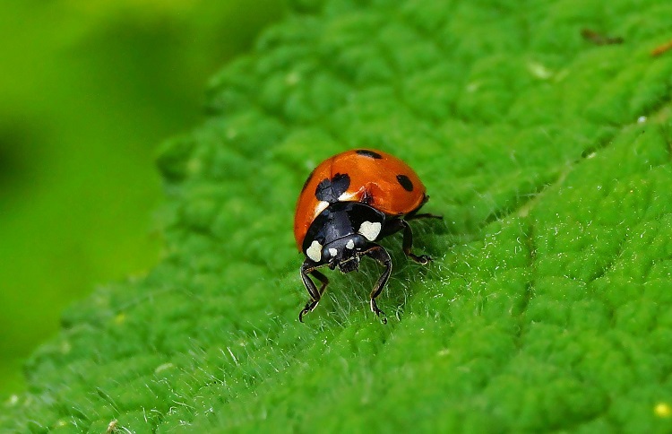 ladybug