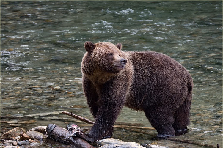 Why did grizzly bears never inhabit the eastern US? : r/ecology