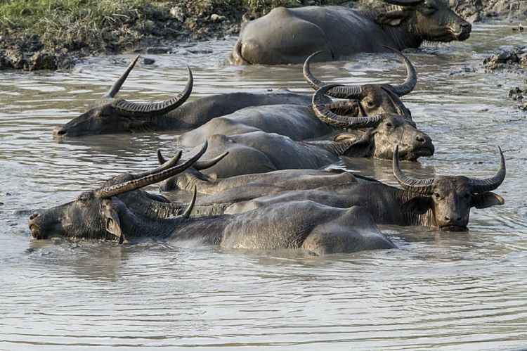 Water buffalo, Mammal, Domestication & Agriculture