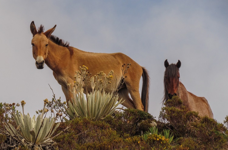 mule animal