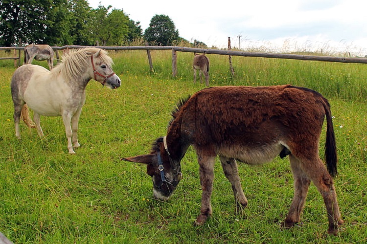 Graze on sale western mules