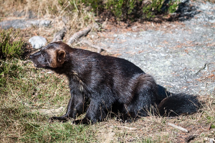 wolverine picture