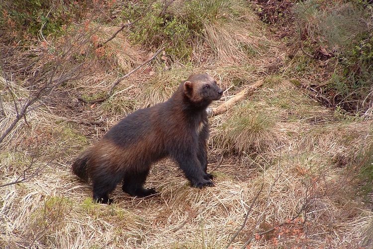 wolverine animal size comparison