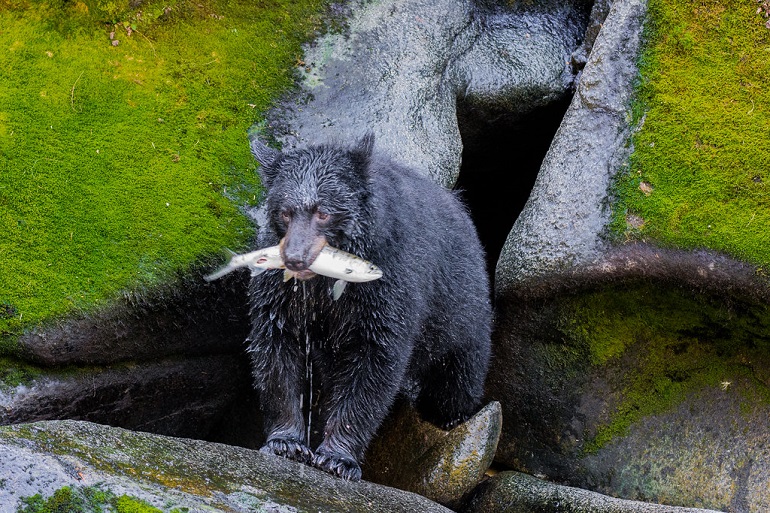 do black bears eat fish
