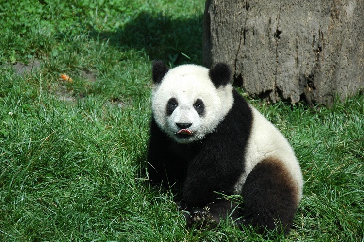 are pandas real