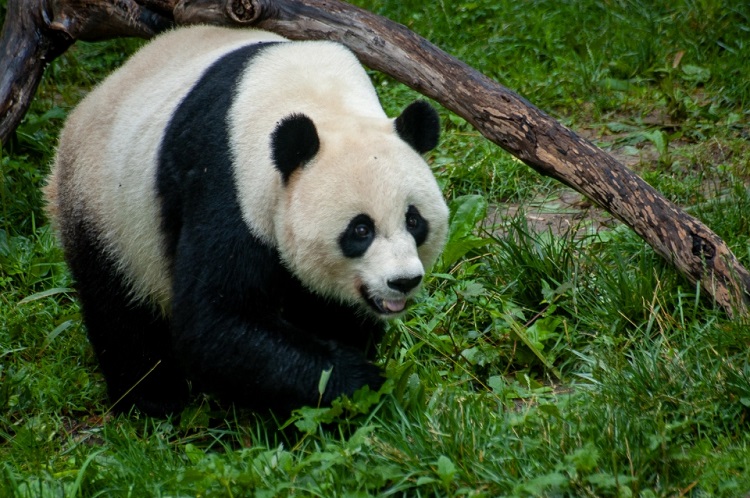 Felment s B r Ir nia Panda Reputationm Celsius Fok Sz vets g Szar