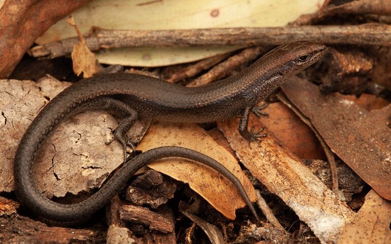 are skinks poisonous to dogs if eaten