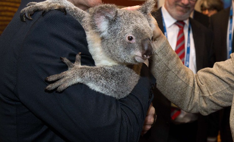 Koala guide: why do they have big noses, what they eat, and the dangers  they face - Discover Wildlife