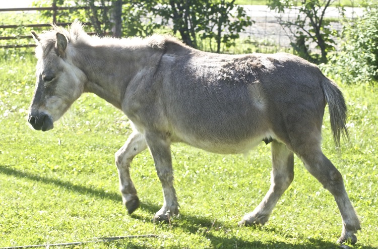 Definition & Meaning of Stubborn as a mule