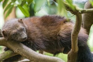 Wolverine Animal – Size, Diet, Traits & Some Amazing Facts!