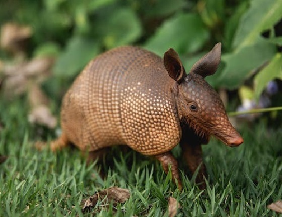 pangolin vs armadillo