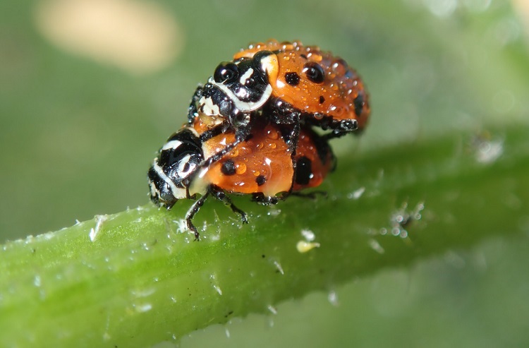 what do lady bugs eat