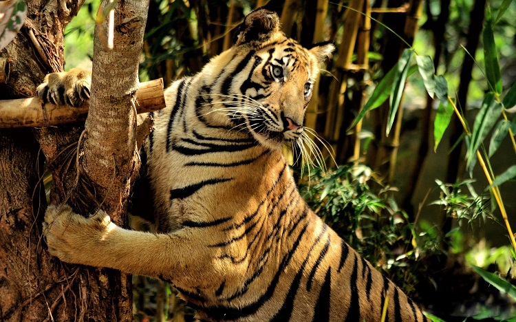 fun facts about tigers