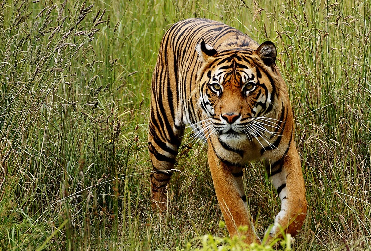 Bengal Tiger Animal Facts  Panthera Tigris Tigris - A-Z Animals