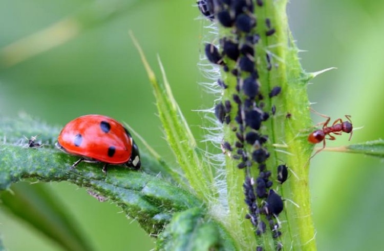 what do ladybugs eat