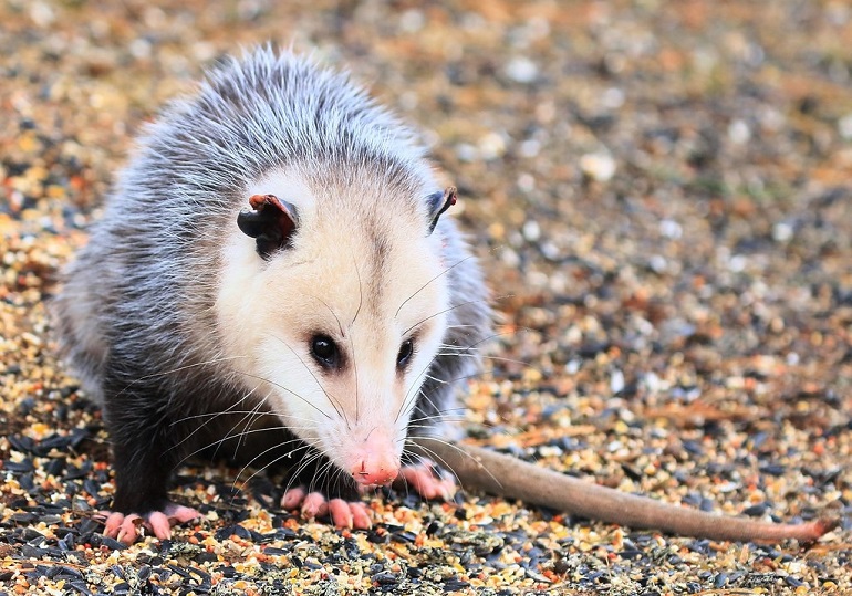 opossum hanging upside down