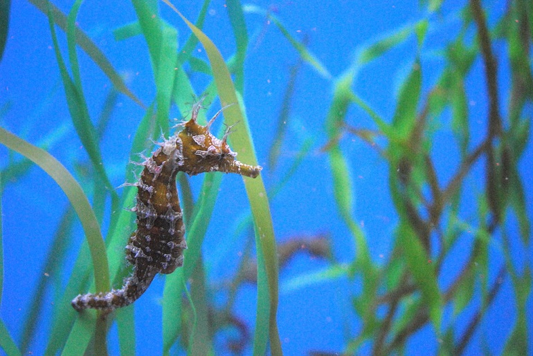 Where Do Seahorses Live