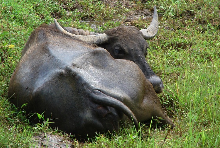 asian water buffalo