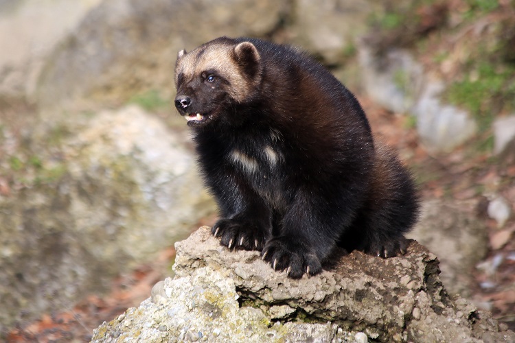 what does a wolverine look like